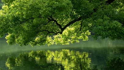 护眼树木绿景