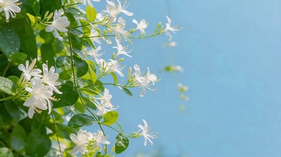 唯美白色小花