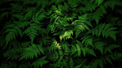 4K 风 吹 繁 茂