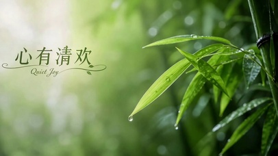 心有清欢 清新雨后翠竹