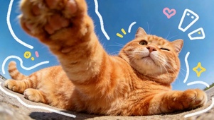 可爱橘猫户外