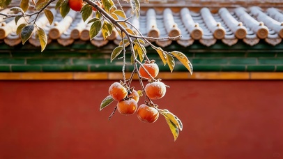 深秋柿子