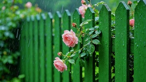 雨中篱笆和花