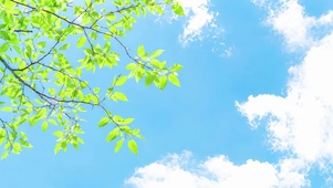 碧空翠影