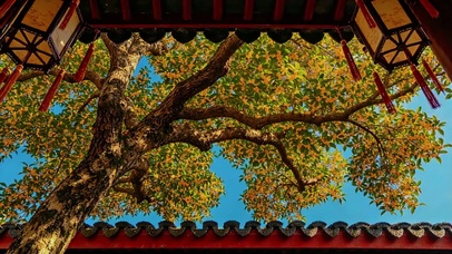 古桂花树
