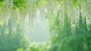 治愈花束垂落