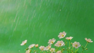 护眼绿色雨中花