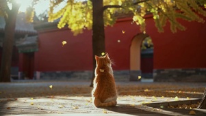 枫树下的猫