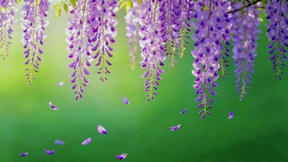 治愈紫藤花