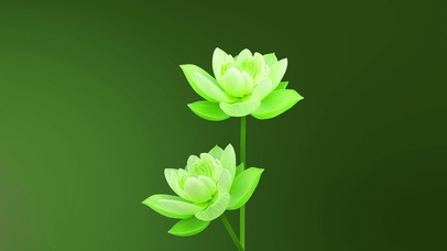 治愈荷花