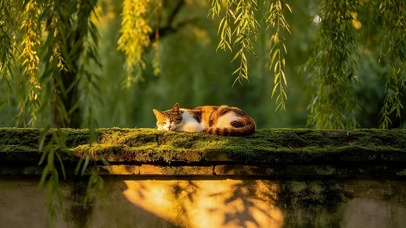 黄昏墙头猫咪