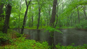 护眼绿林雨景