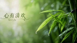 心有清欢 清新雨后翠竹