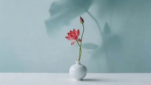 治愈荷花