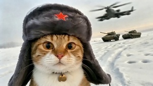 五星小猫
