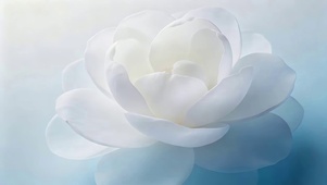 纯白鲜花