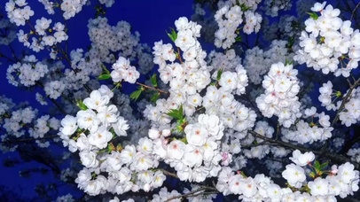 浪漫人间鲜花