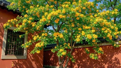 黄花开满中式红墙庭院