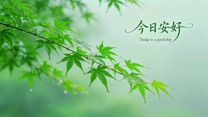 雨后枝叶美景