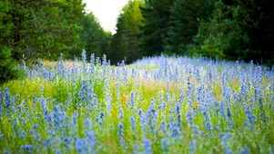 薰衣草小花