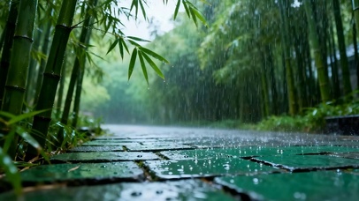 雨滴竹林