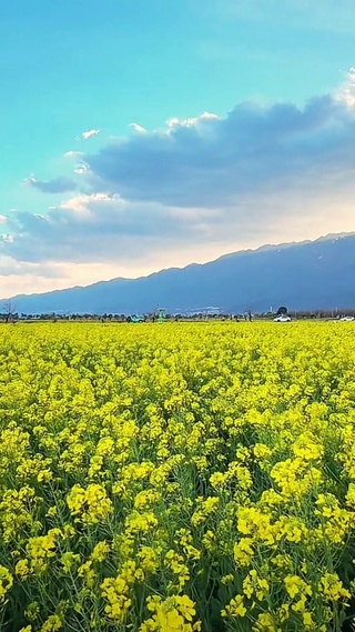 油菜花开