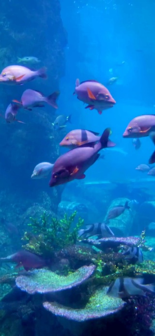 4K 60帧 水族馆 海底世界