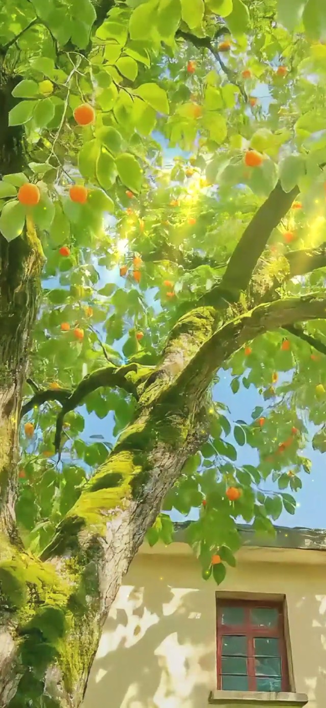 护眼柿子树