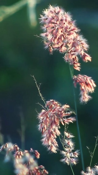 与你蒲公英的约定