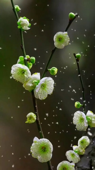 梅花三弄