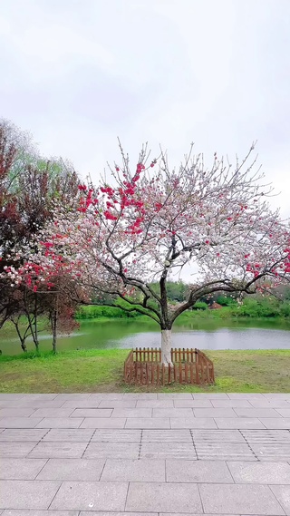春暖花开