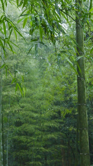 雨中绿竹