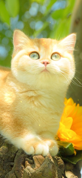 4K夏日清新猫咪