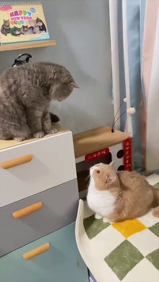 短腿的猫咪