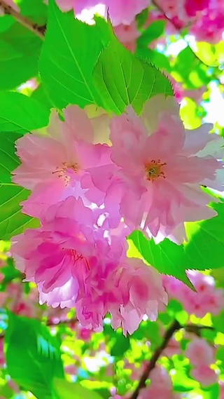 春暖花开为你而来