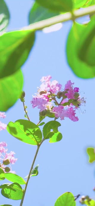 竖屏治愈的小花