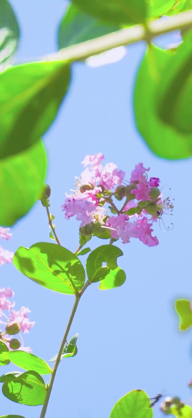 竖屏治愈的小花