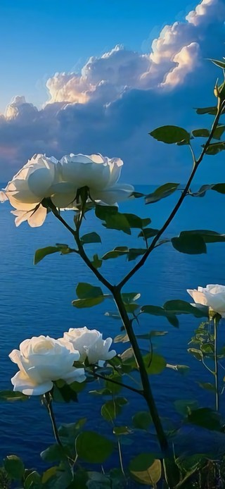 花漾壁纸|海岸日落与白玫瑰