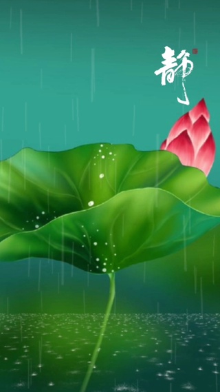 雨中莲花