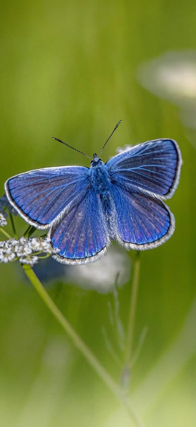 蓝蝶