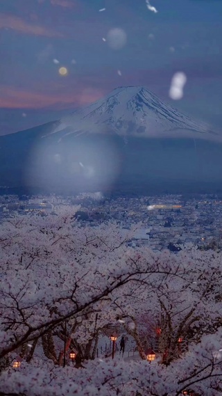 日系唯美-落雪樱花