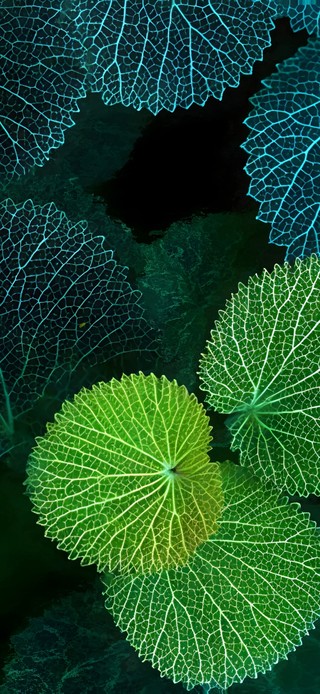 极简水墨色~好运莲莲