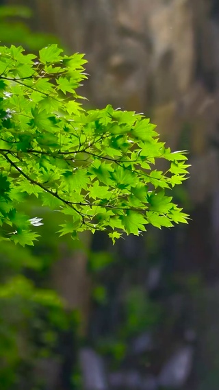 4K护眼绿叶瀑布