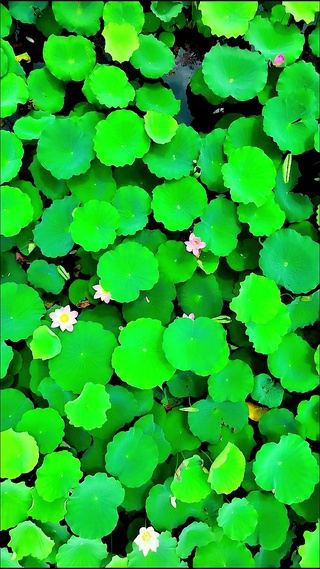 荷花池