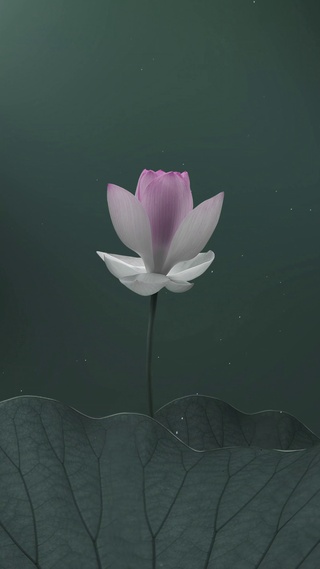简约荷花壁纸