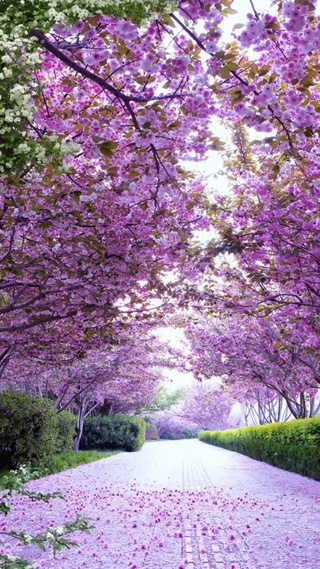 遇见你之前，我随遇而安。遇见你之后，我以你为安