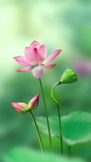 唯美荷花