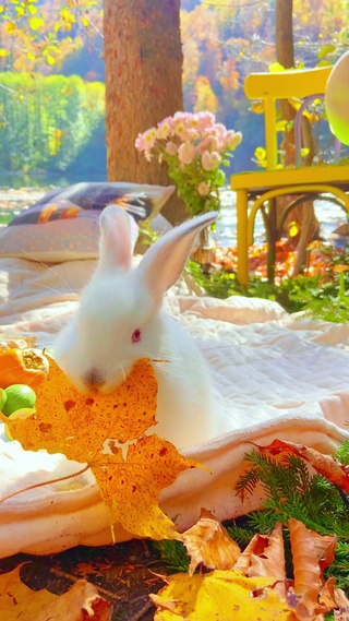 可爱治愈兔子4K