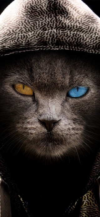 卧底猫
