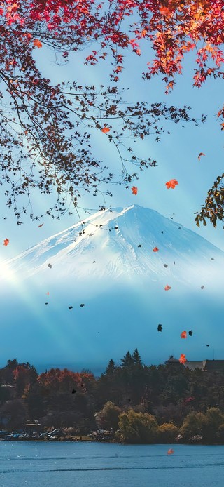 4K唯美治愈富士山枫林
